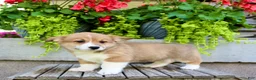 Welsh Corgi Pembroke dogs for sale: Rocky - Ad 5