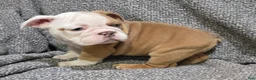English Bulldog dogs for sale: Bobbi - Ad 4