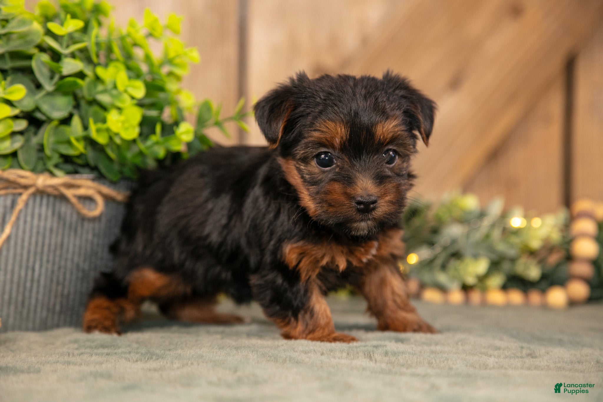 Yorkshire Terrier dogs Fawn - Ad 2