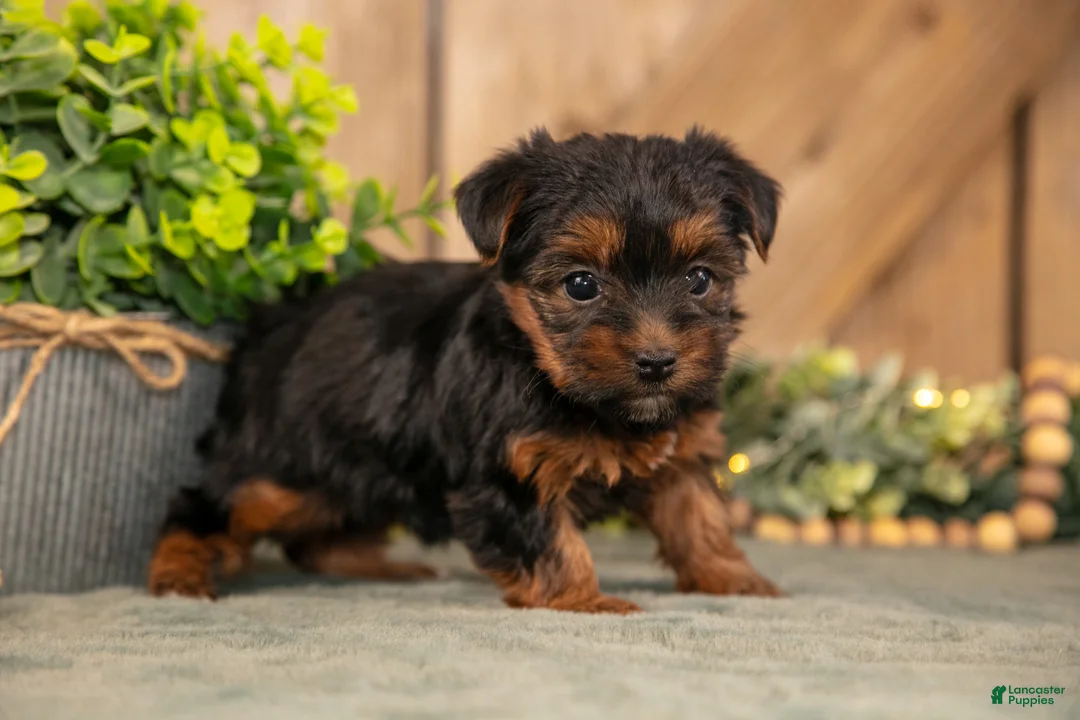 Yorkshire Terrier dogs for sale: Fawn - Ad 2