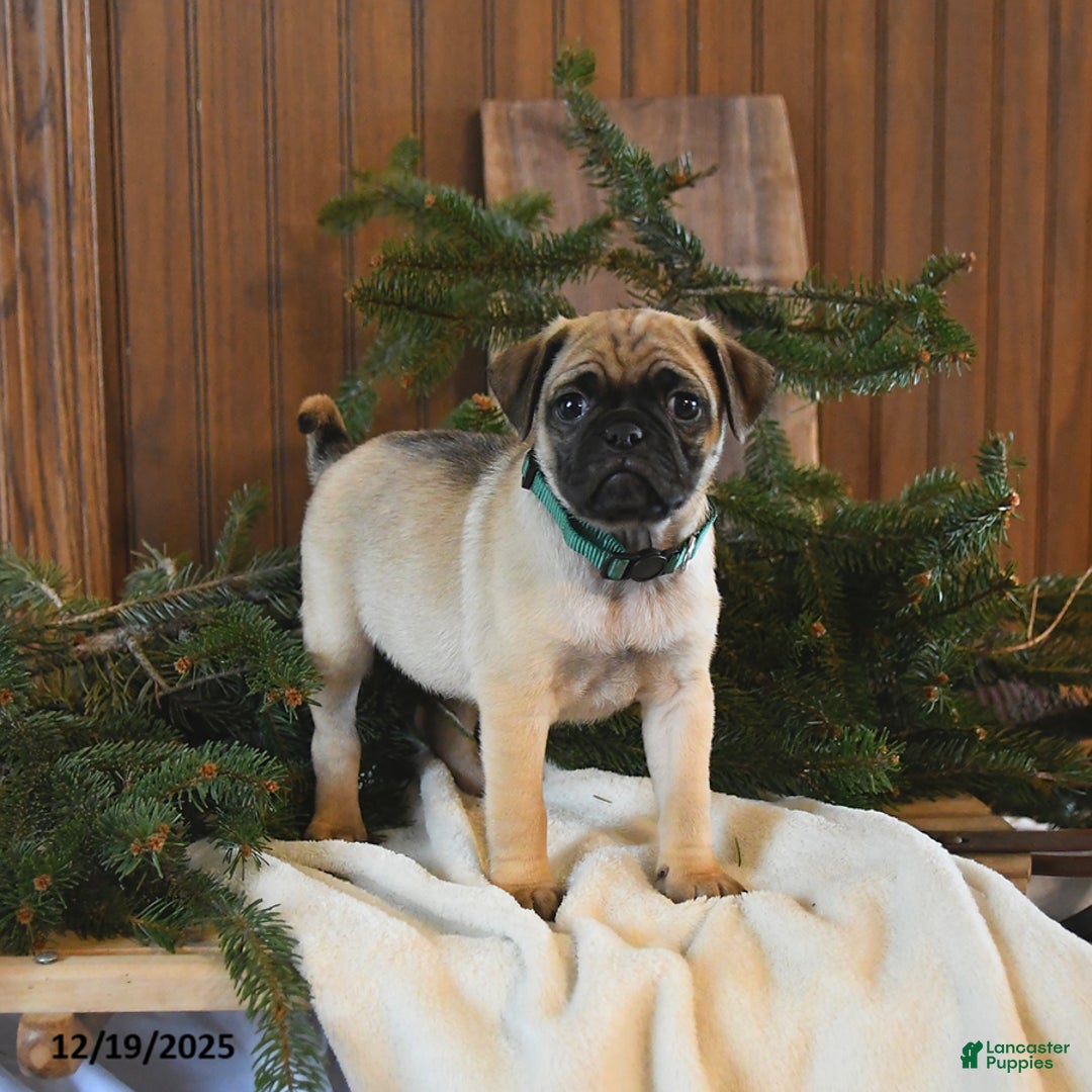 Mixed Breed dogs for sale: Sequoia - Ad 2