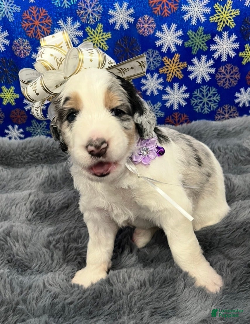 Bernedoodle dogs River - Ad 6