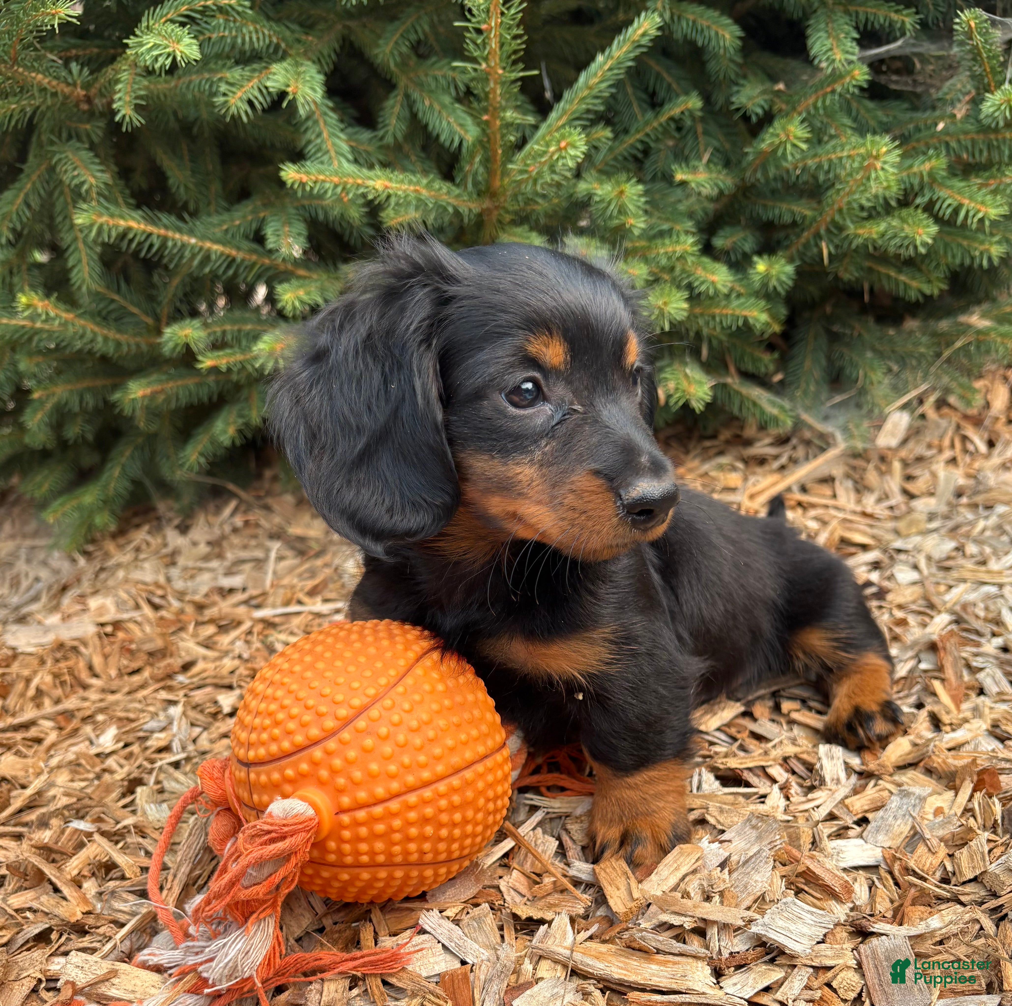 Dachshund dogs Loki - Ad 1