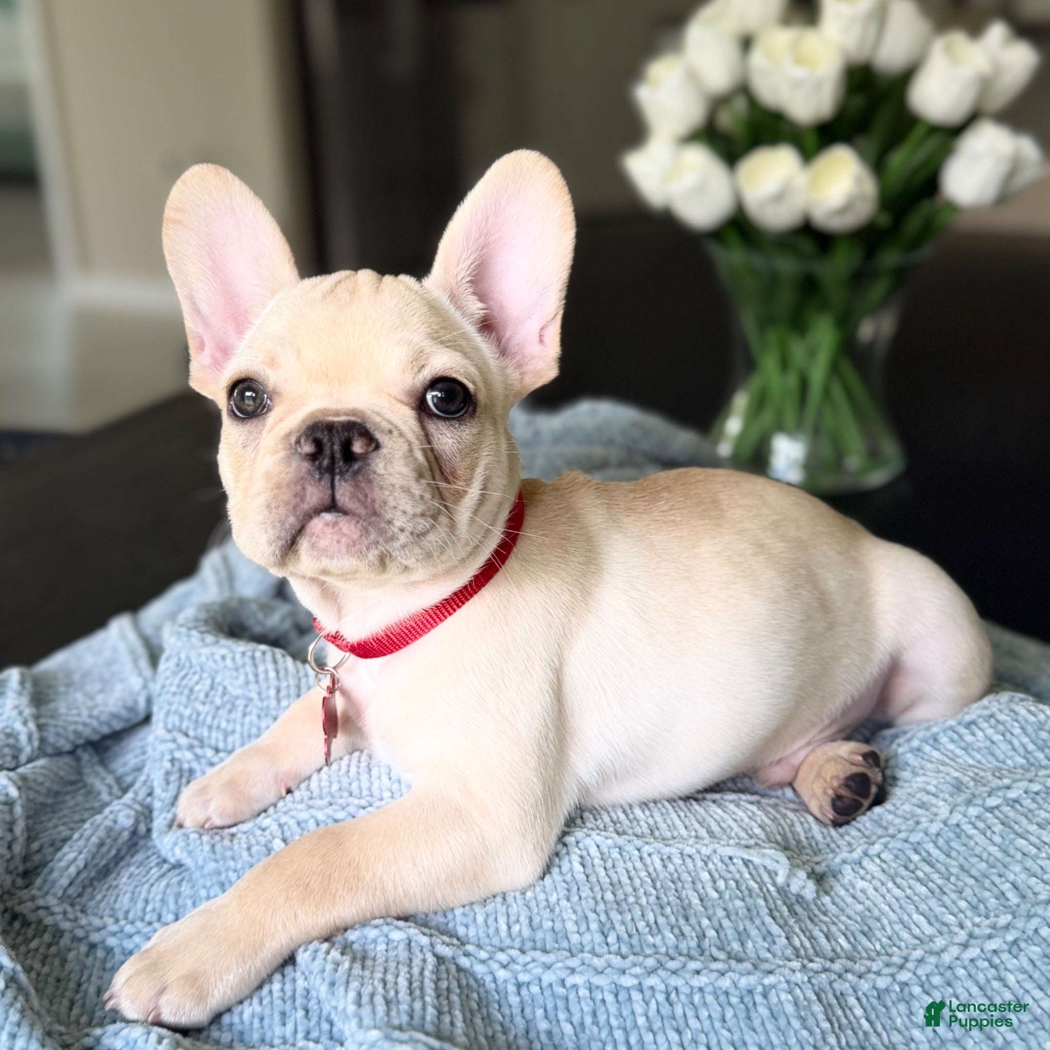 French Bulldog dogs Pathos - Ad 13