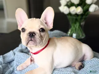 French Bulldog dogs Pathos - Ad 5
