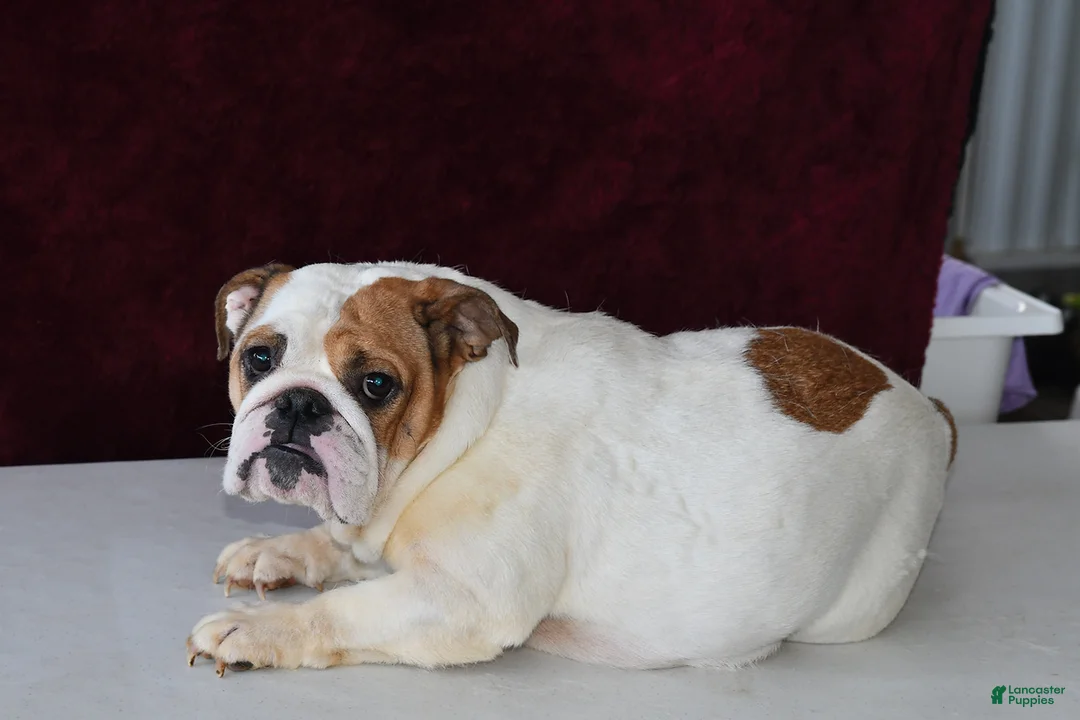 English Bulldog dogs for sale: Marina - Ad 6