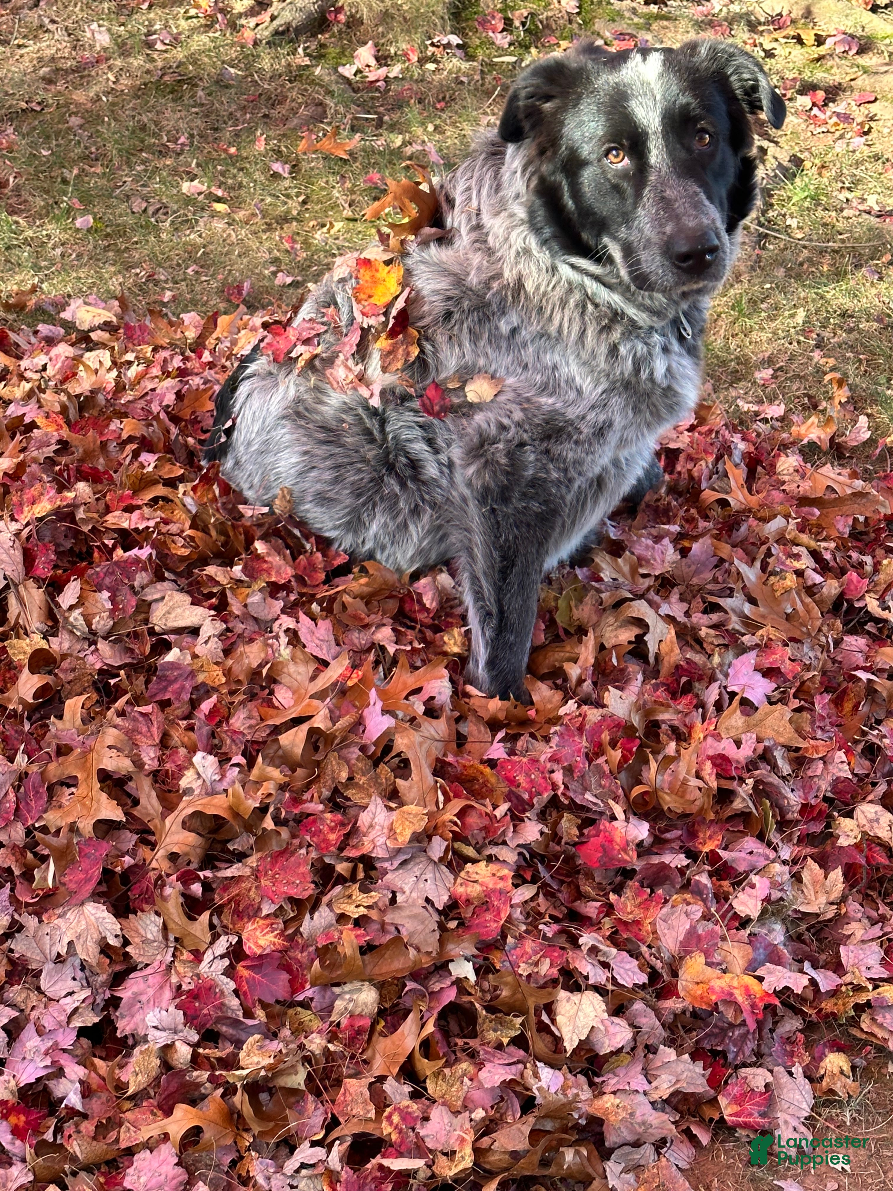 Mixed Breed dogs Yuki - Ad 2