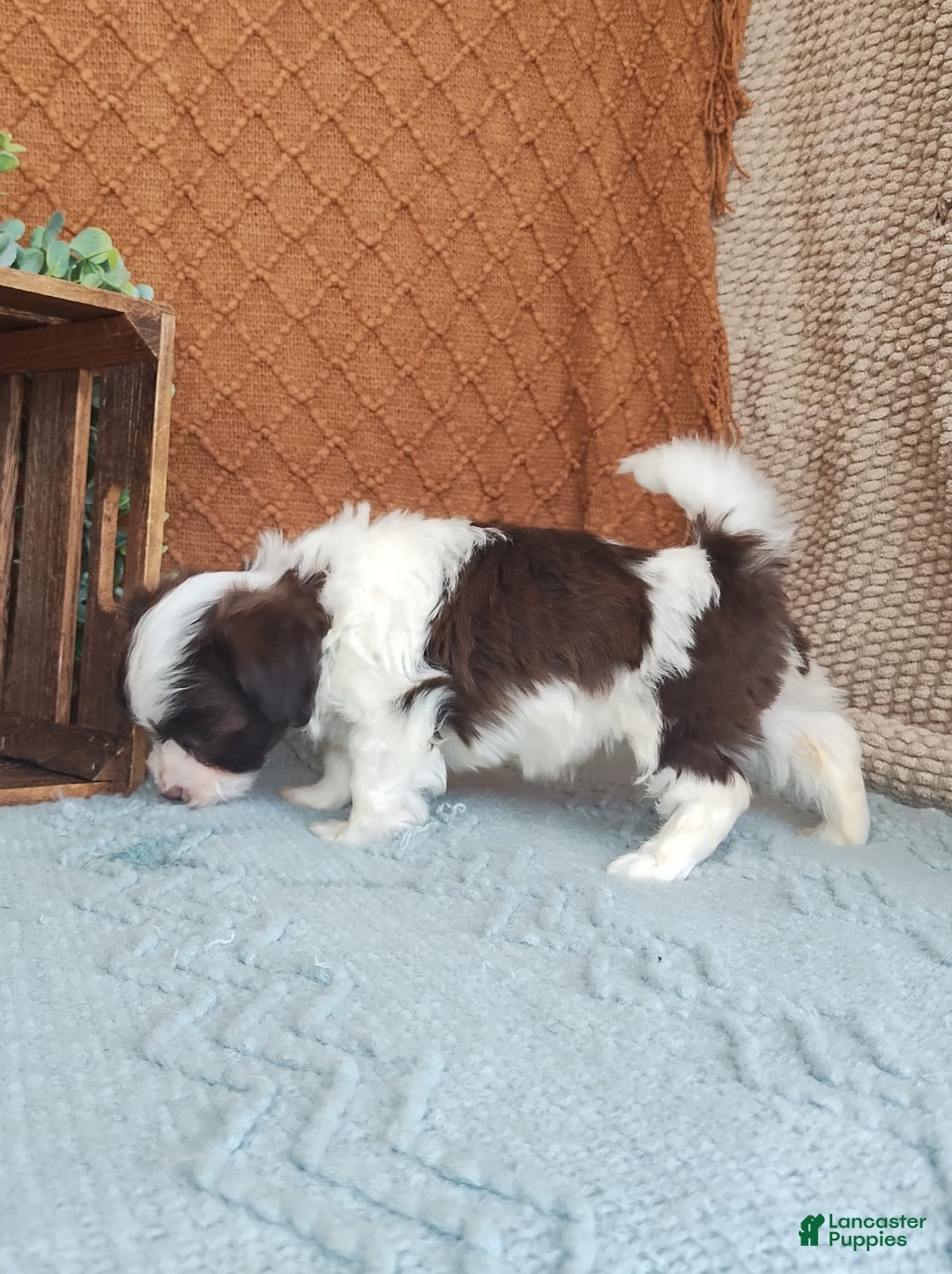 Havanese dogs for sale: Joy  - Ad 3