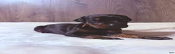 Doberman Pinscher dogs for sale: Kodiak - Ad 4