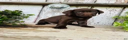Labrador Retriever dogs for sale: Finlee  - Ad 4