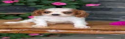 Cavalier King Charles Spaniel dogs for sale: Ruby - Ad 4