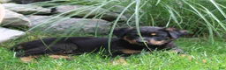 Mixed Breed dogs for sale: Raven - Ad 2