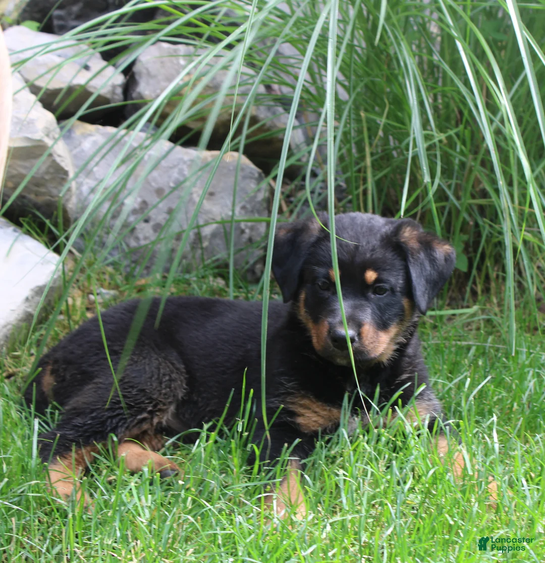 Mixed Breed dogs for sale: Raven - Ad 2