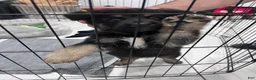 German Shepherd dogs for sale: Bear - Ad 6