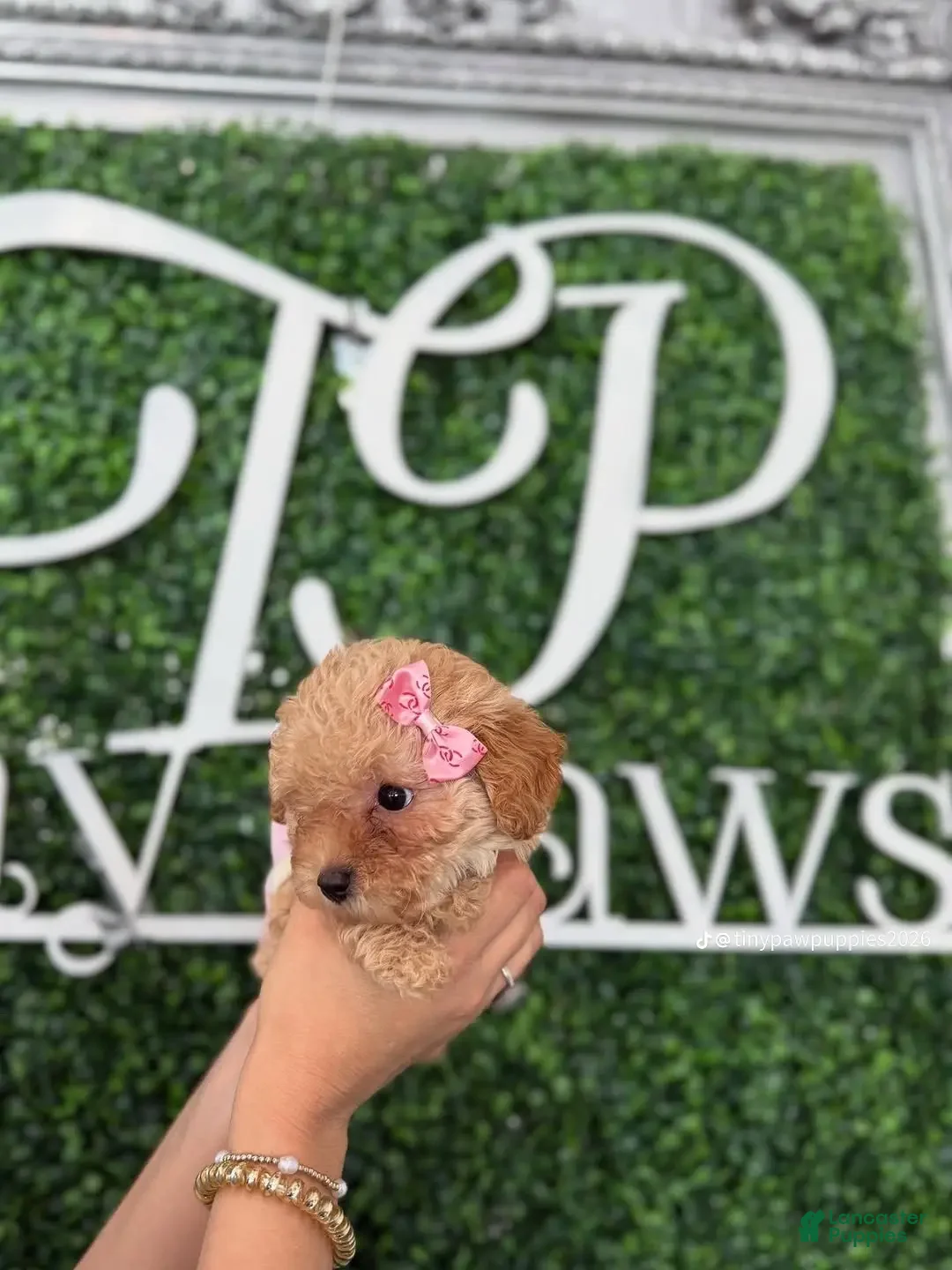 Yorkiepoo dogs for sale: Yorkiepoo Puppy 1 - Ad 5