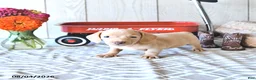 Miniature Dachshund dogs for sale: Randy - Ad 4