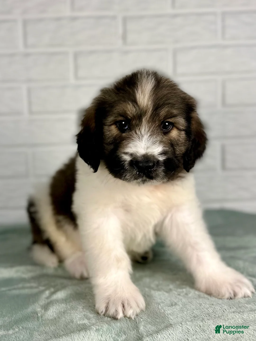 Saint Berdoodles dogs for sale: Duke - Ad 3