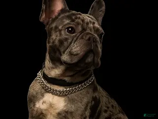 French Bulldog dogs Carlos - Ad 15