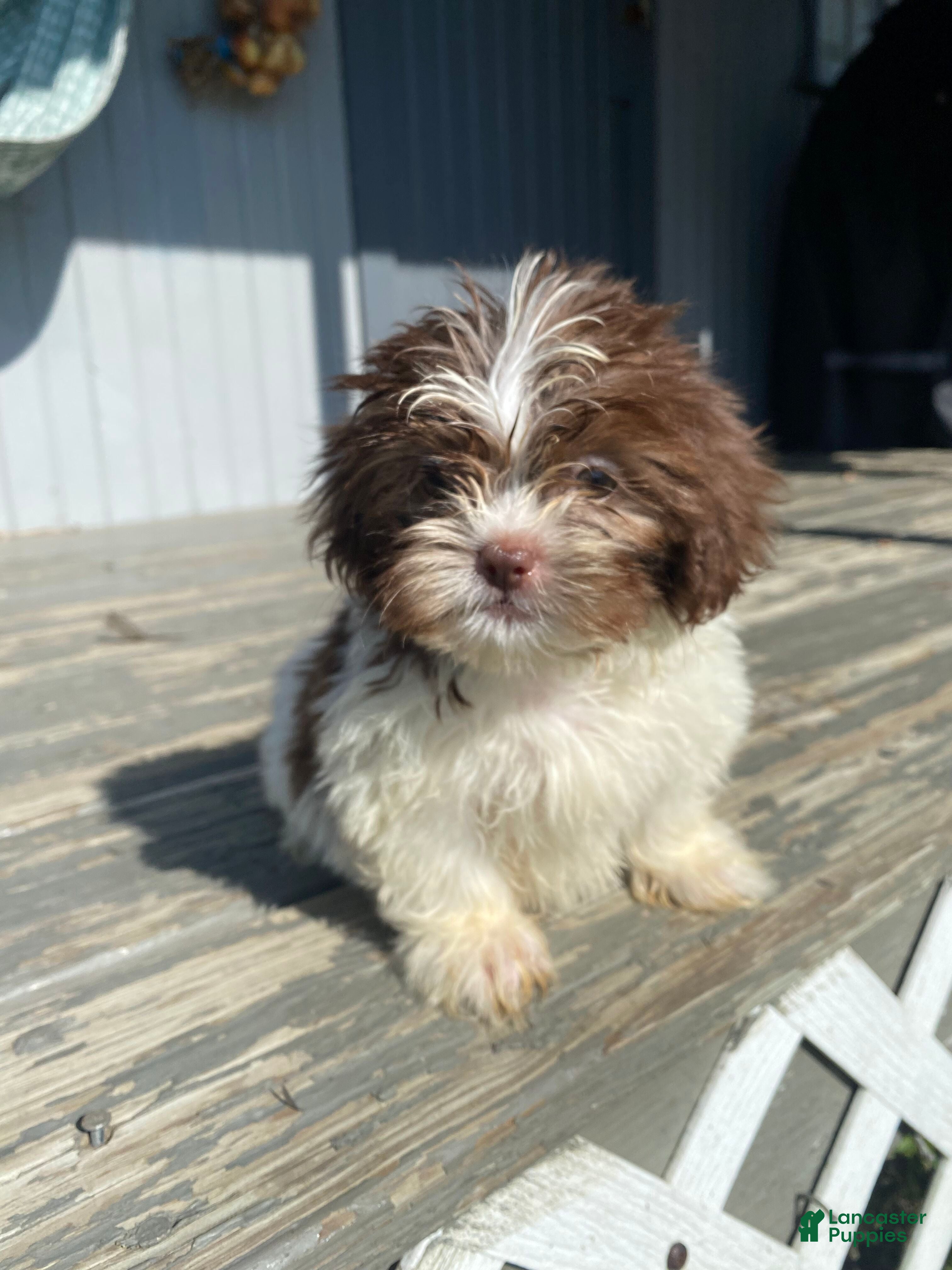 Shih Tzu dogs Betty - Ad 1
