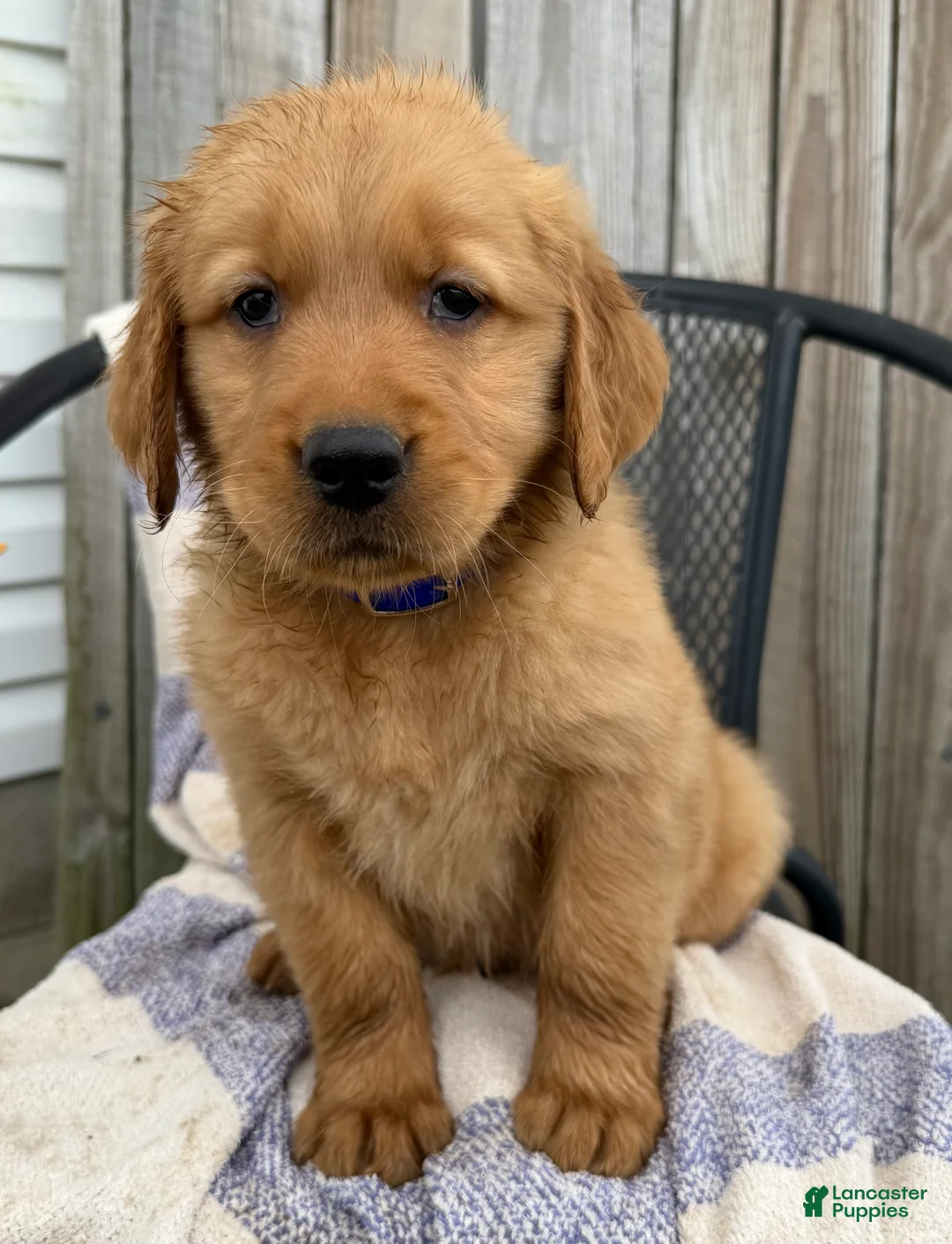 Golden Retriever dogs for sale: Dash - Ad 1