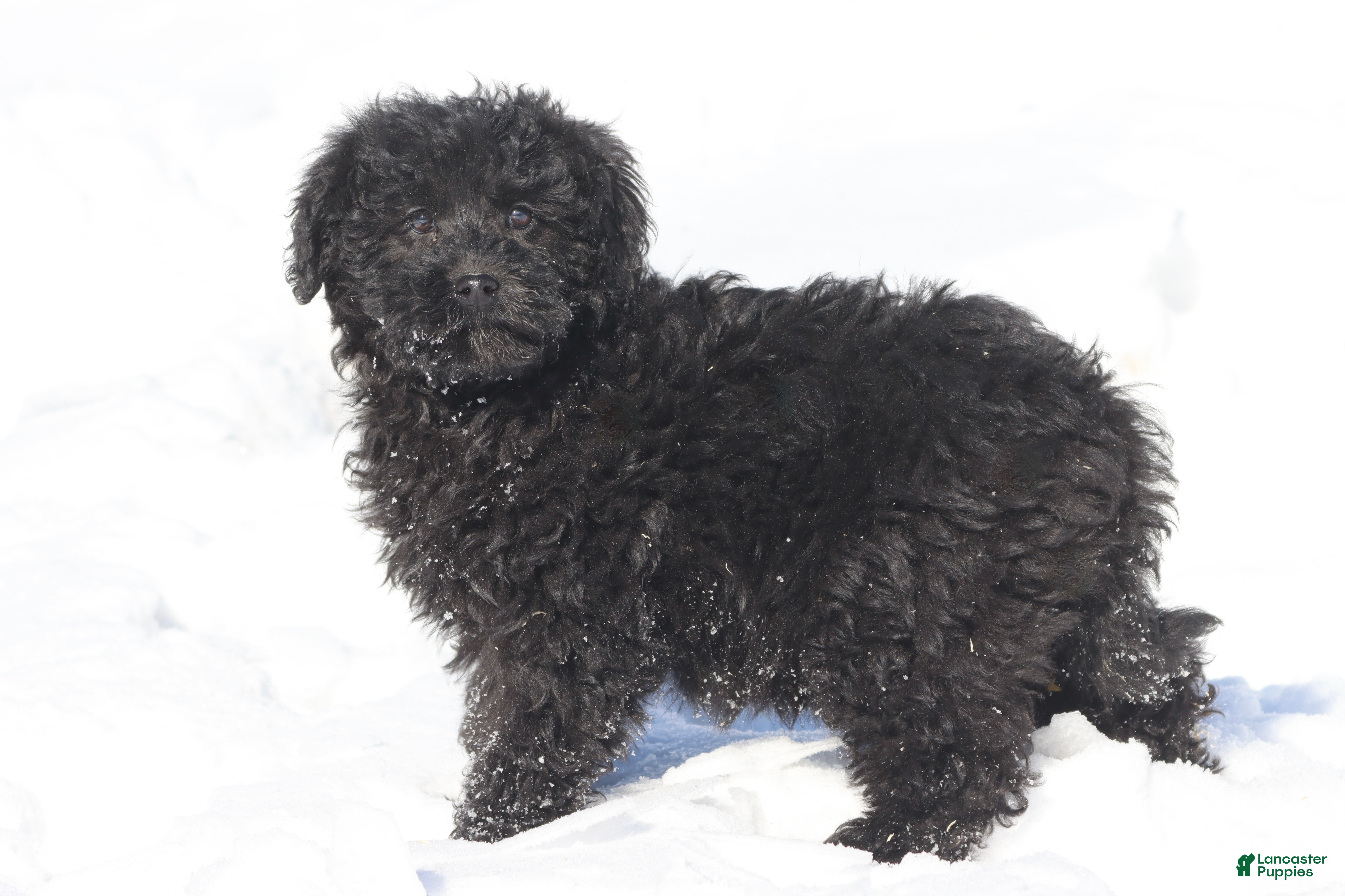 Mini Bernedoodle dogs Ebony - Ad 36