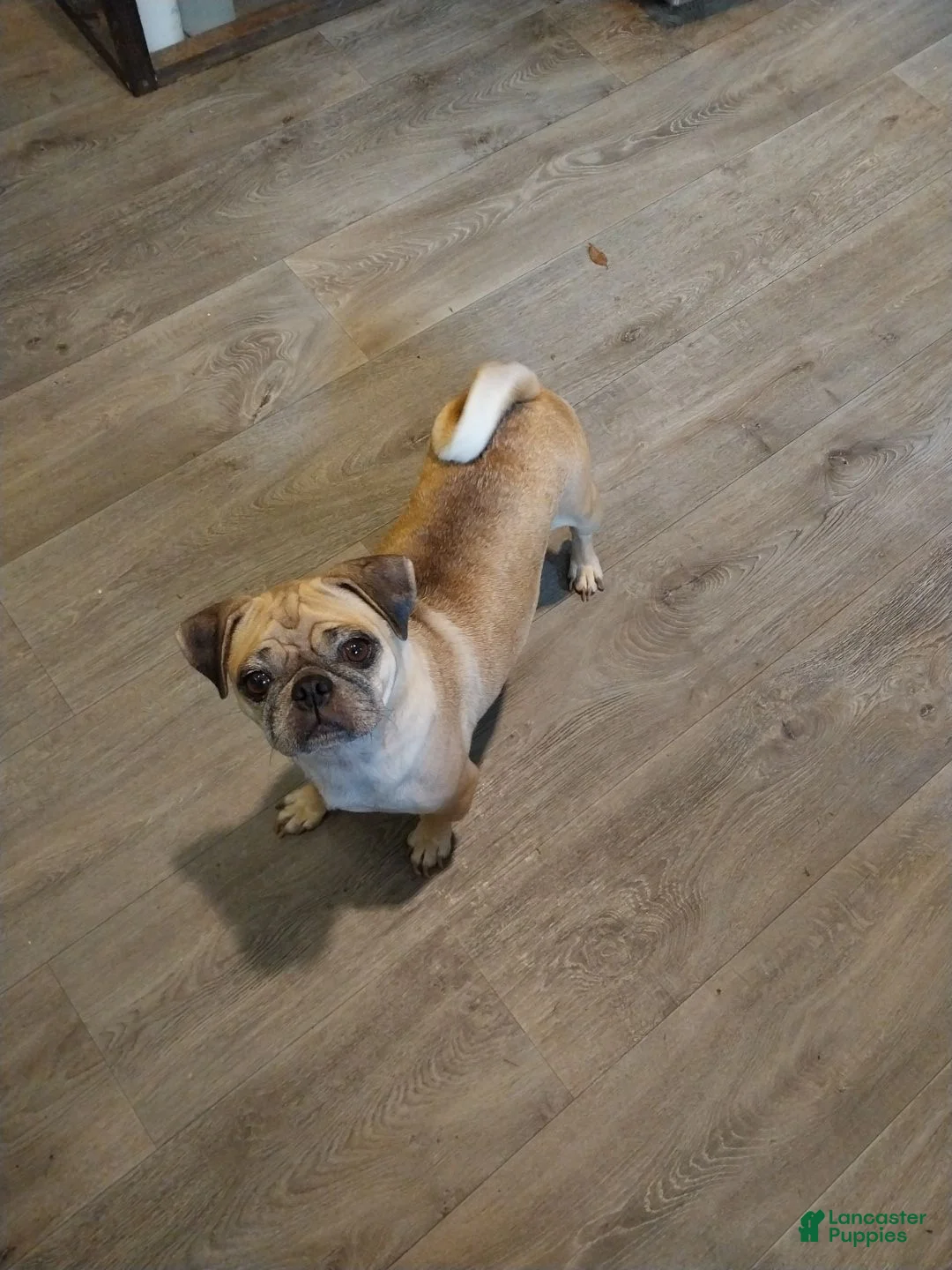 Pug dogs for sale: CinnaBear - Ad 5