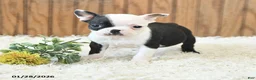 Boston Terrier dogs for sale: Misha - Ad 2