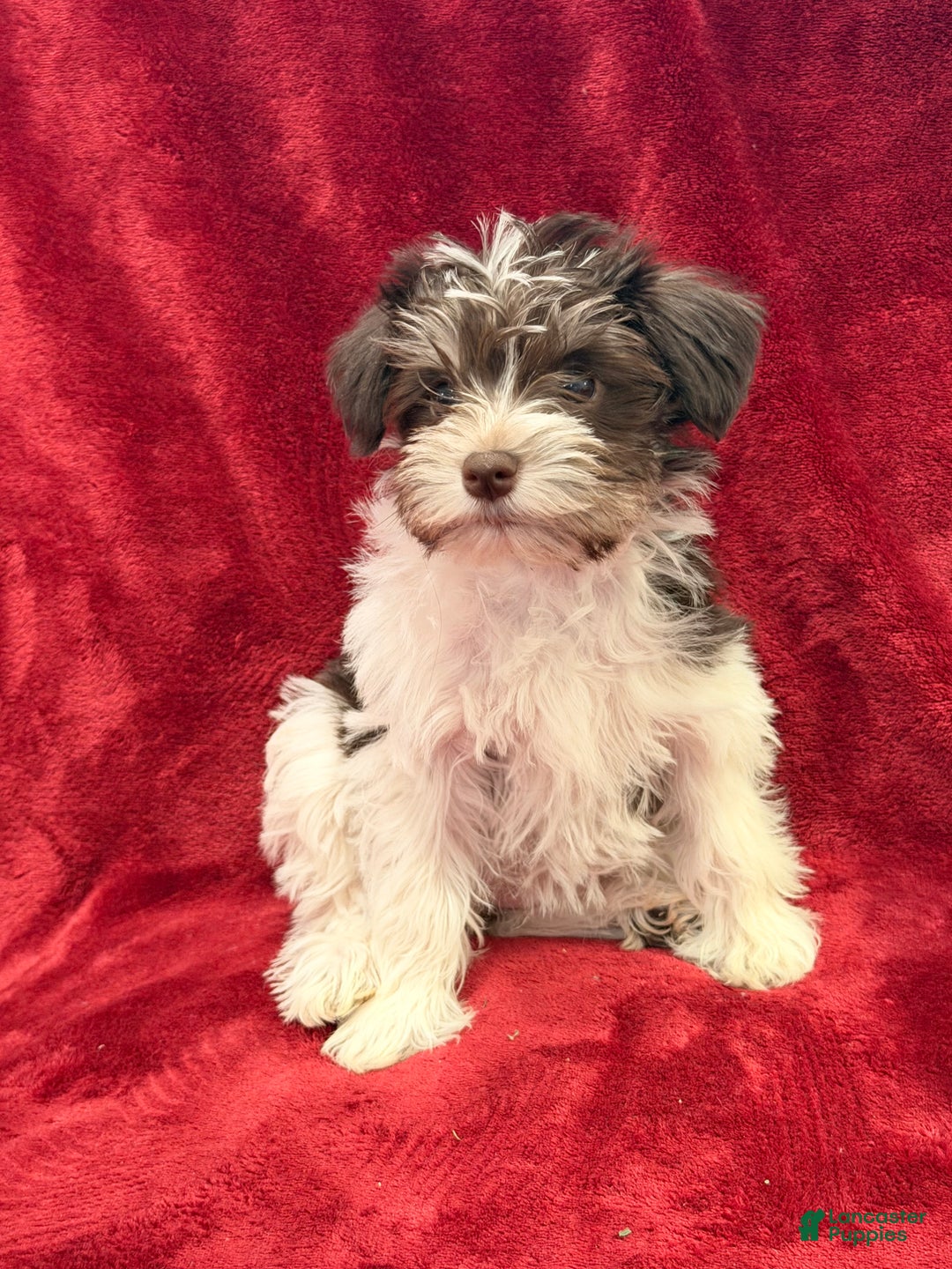 Miniature Schnauzer dogs for sale: Miniature Schnauzer Puppy 3 - Ad 2