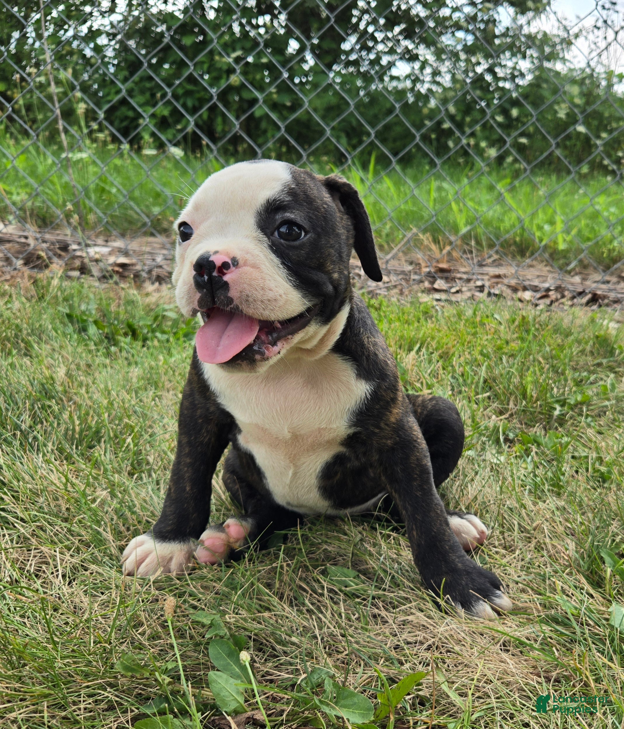 Olde English Bulldogge dogs Alice - Ad 2