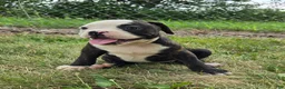 Olde English Bulldogge dogs for sale: Alice - Ad 3