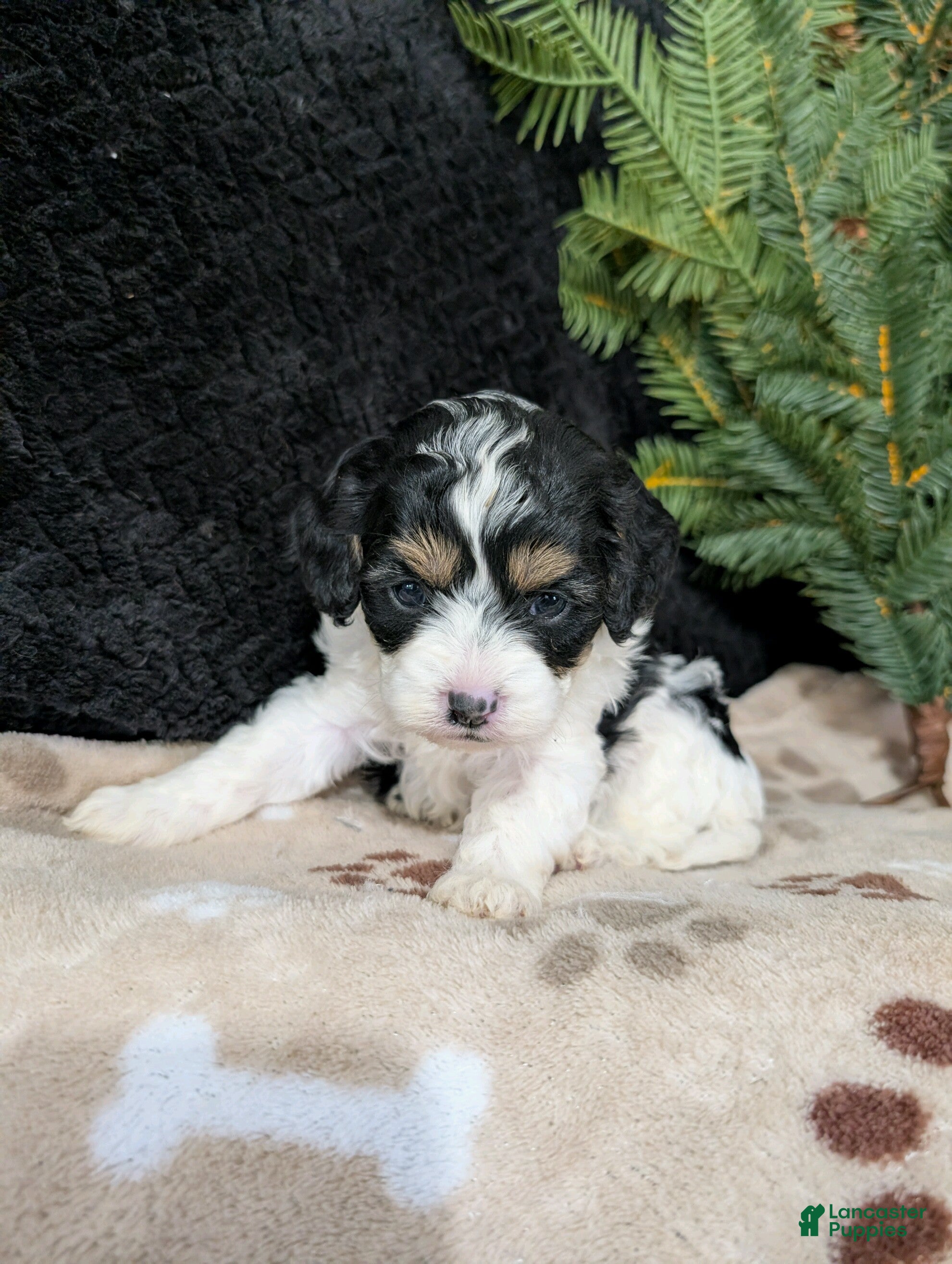 Cavapoo dogs Twixi  - Ad 2