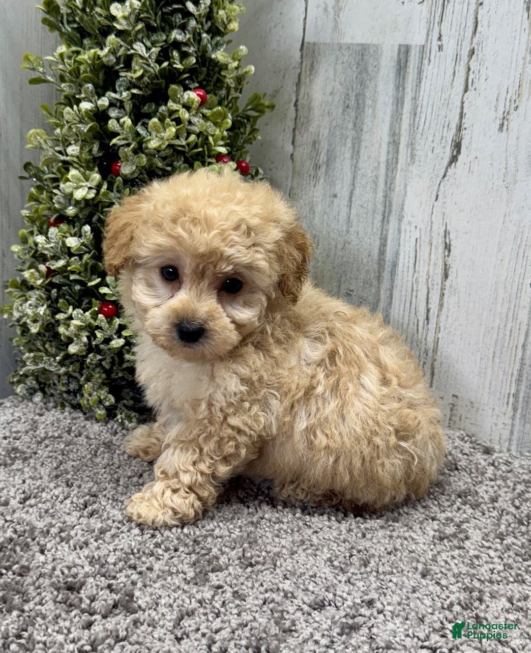 Miniature Poodle dogs for sale: Cookie - Ad 7