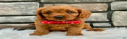 Cavapoo dogs for sale: Millie - Ad 1