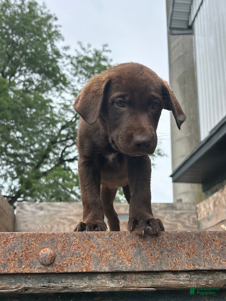 Mixed Breed dogs Cocoa - Ad 1