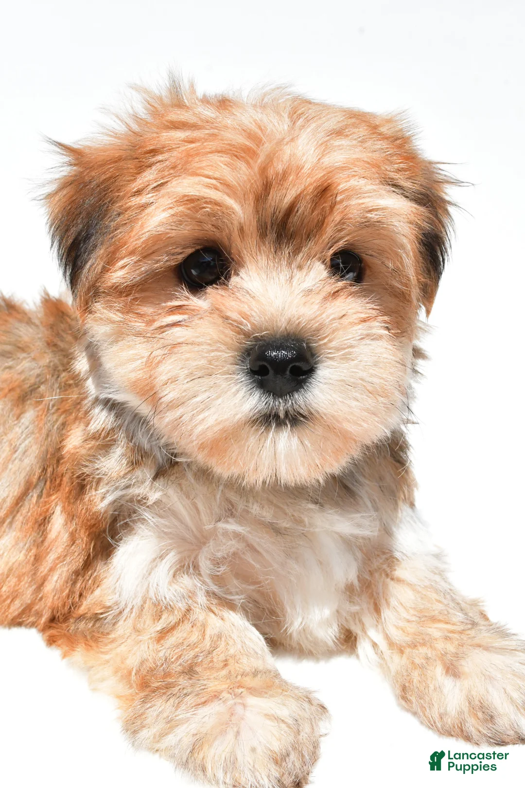Morkie dogs for sale: Magic - Ad 2
