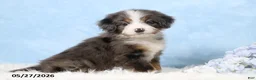 Mini Bernedoodle dogs for sale: Whitney - Ad 4