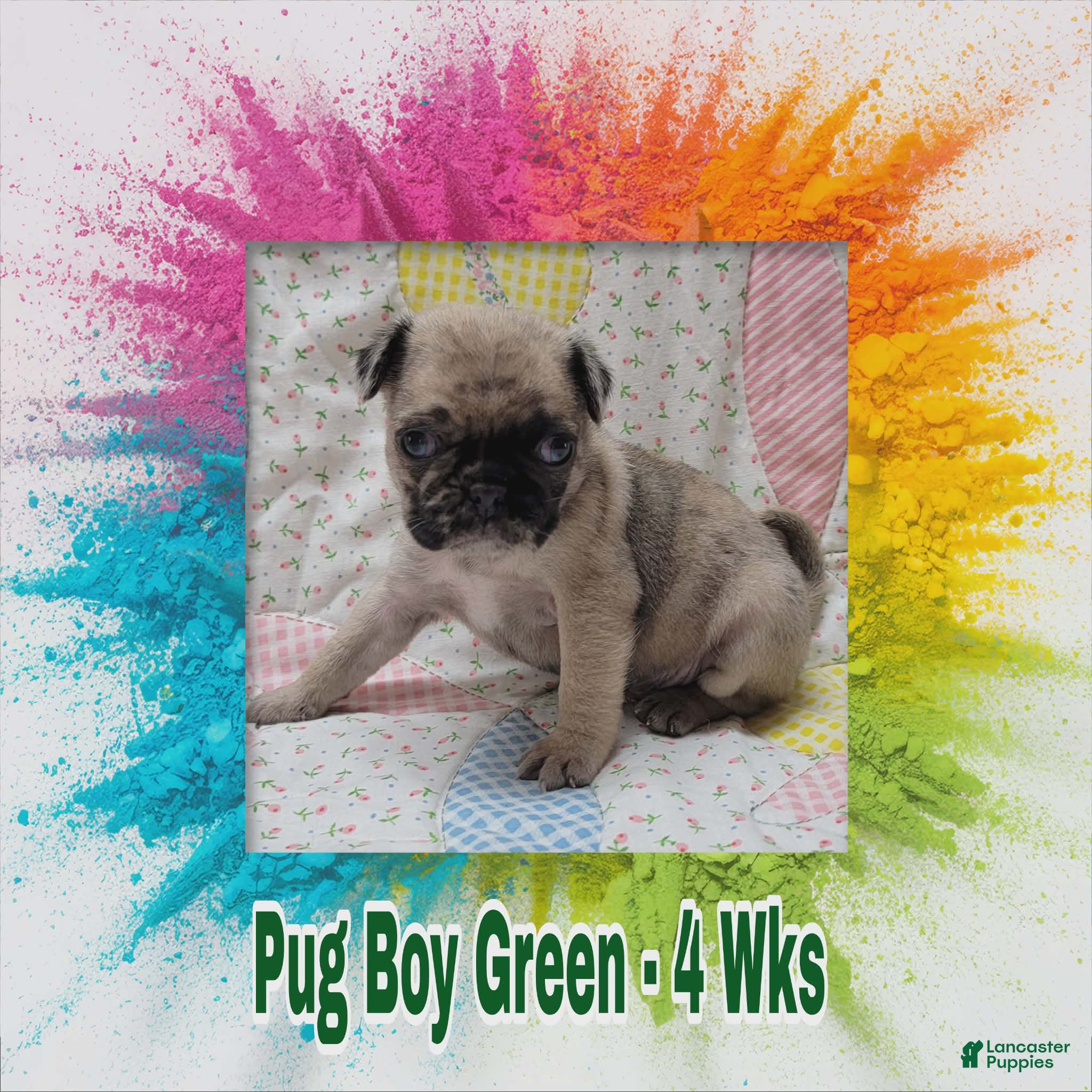 Pug dogs Pug Puppy Boy Green - Ad 31