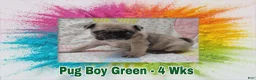 Pug dogs for sale: Pug Puppy Boy Green - Ad 5