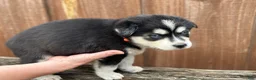 Pomsky dogs for sale: Brook - Ad 3
