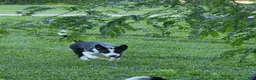 Mixed Breed dogs for sale: 2 Spot - Ad 4