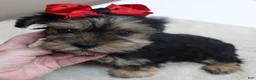 Yorkshire Terrier dogs for sale: Tiny Koda 2nd chance - Ad 11