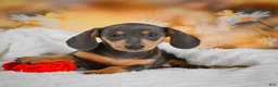 Miniature Dachshund dogs for sale: Dinah - Ad 10