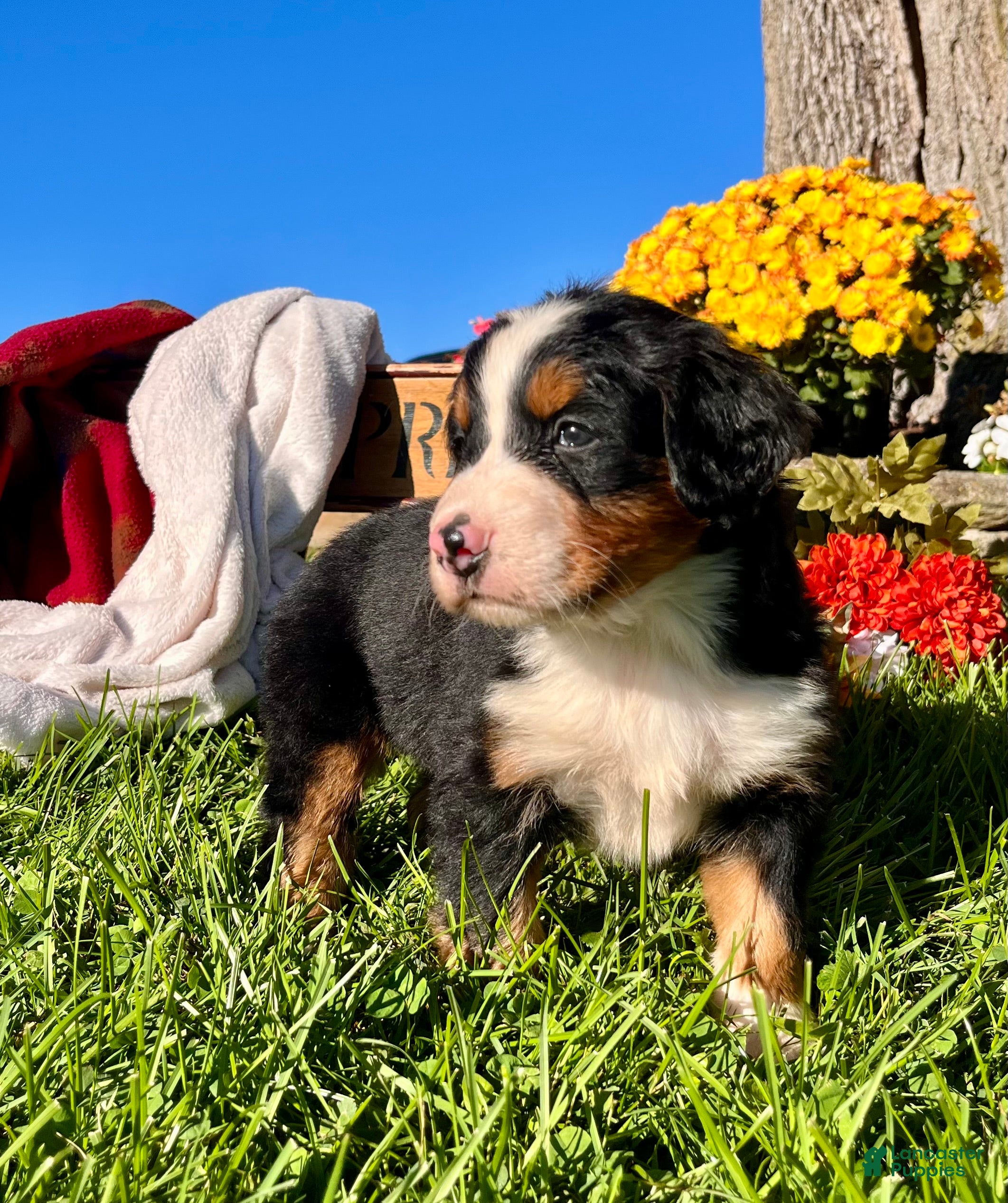 Bernese Mountain Dog dogs Rufus❤️AKC Genetic Tested American Champion - Ad 2