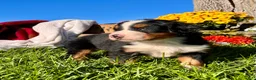 Bernese Mountain Dog dogs for sale: Rufus❤️AKC Genetic Tested American Champion - Ad 2