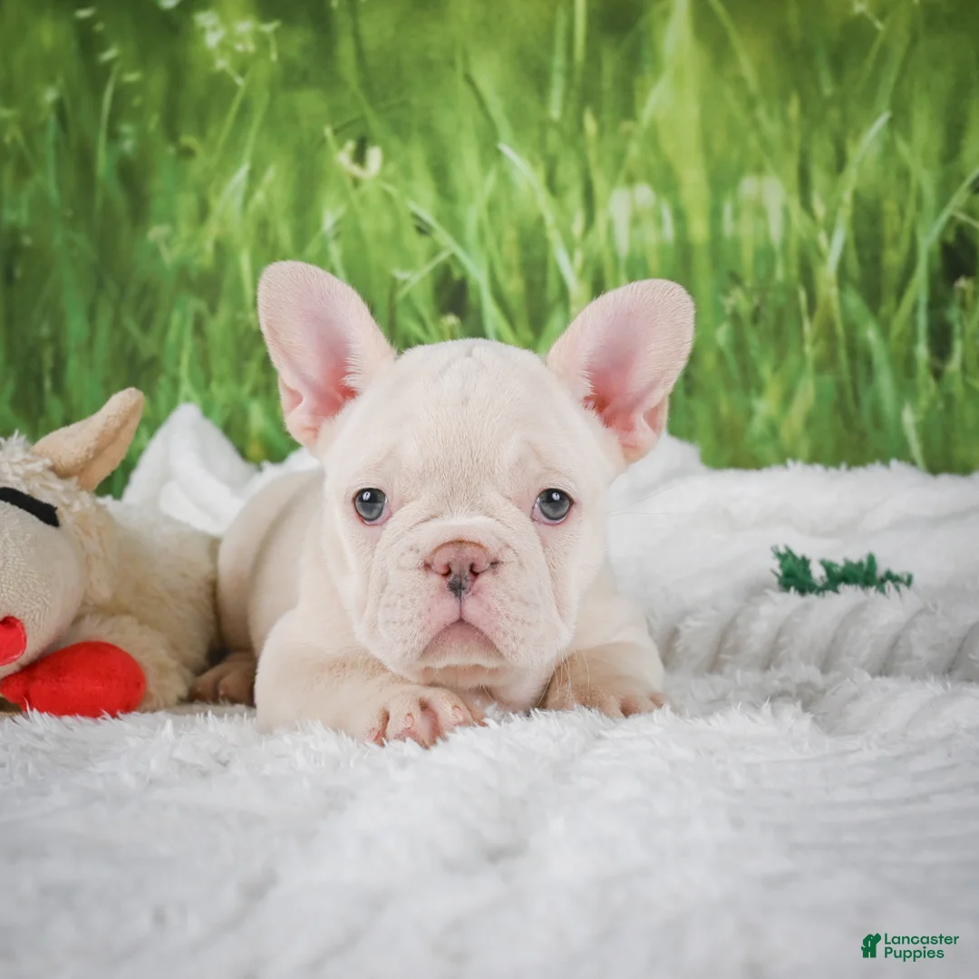 French Bulldog dogs for sale: Lucy - Ad 2