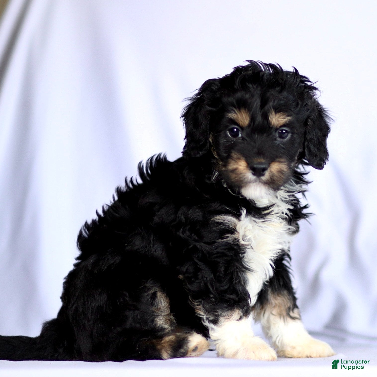 Cavapoo dogs Ritchie - Ad 9