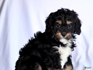 Cavapoo dogs Ritchie - Ad 27