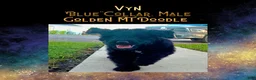 Mixed Breed dogs for sale: ⭐ Vyn — Blue Collar • Male Golden Mt Doodle - Ad 2