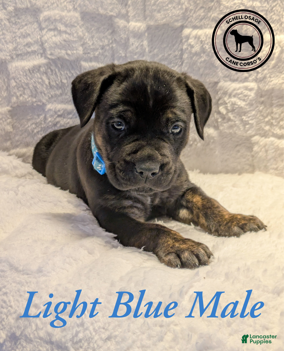 Cane Corso dogs for sale: Pink - Ad 19