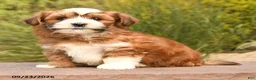 Havanese dogs for sale: Patches - Ad 4